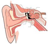 Lateral head anatomy detail