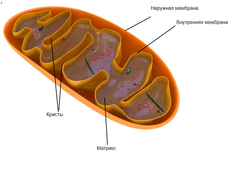 Внутренние мембраны кристы. Внутренняя мембрана митохондрий. Митохондрии 3д. Внутренняя и внешняя мембрана.