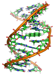 Benzopyrene DNA adduct 1JDG