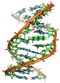 Benzopyrene DNA adduct 1JDG