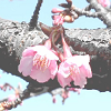 Townnearingspring.png