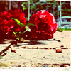 Pretended love icon.png