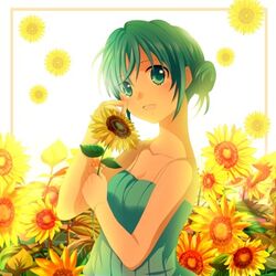 ひまわり (Himawari) | Vocaloid Wiki | Fandom