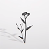 Alternate icon.png