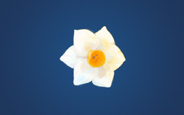 Image of "分裂症－a∈A－ (Fēnlièzhèng－a∈A－)"