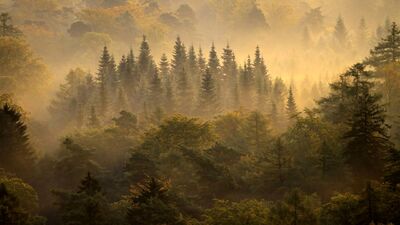 Forêts tempérées décidues et mixtes — Wikipédia