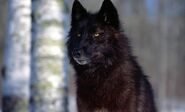 Black-wolf-wallpapers