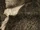 Pierre-Victor Malouet