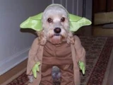 Yoda