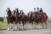 Anheuser-Busch Clydesdales