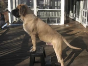 An English Mastiff
