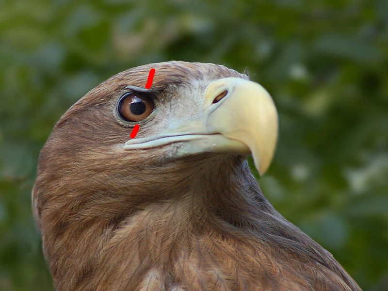 Берег орланов