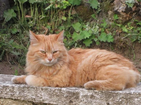 Plante Rousse Wiki Vos Clans De Lgdc Fandom