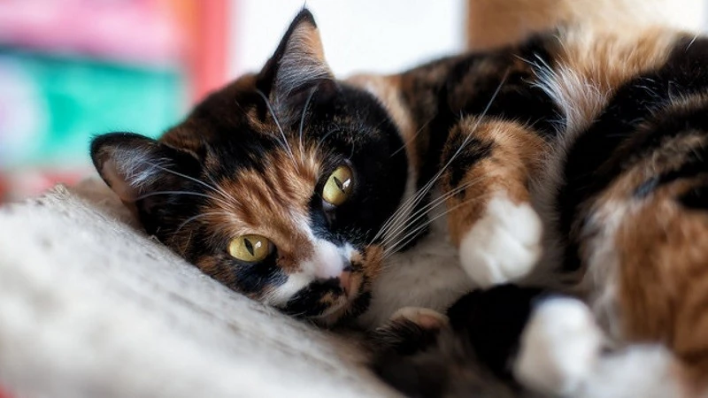 Cœur De Chataigne Wiki Vos Clans De Lgdc Fandom