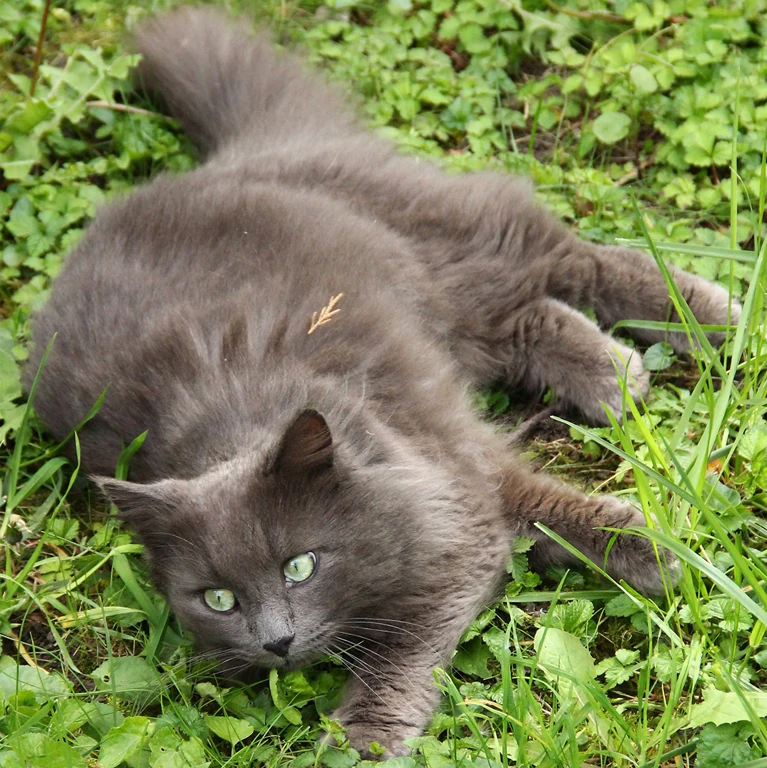 Pelage De Cendre Wiki Vos Clans De Lgdc Fandom