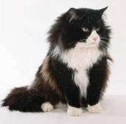 Coton
