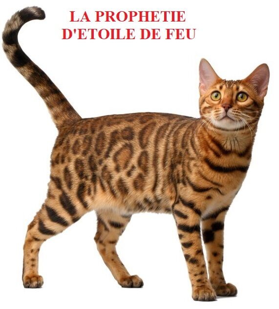 La Prophetie D Etoile De Feu Wiki Vos Histoires De Lgdc Fandom La Prophetie D Etoile De Feu Wiki Vos Histoires De Lgdc Fandom