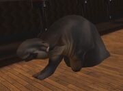 Tapir Vincent