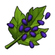 Item SacredGrapeSeed
