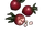 Blood Rose Seed