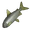 Item TheFish
