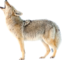 Coyote