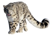 Snow Leopard