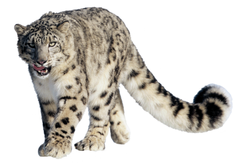 Snow leopard - Wikipedia