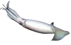 Humboldt Squid | VS Battles Wiki | Fandom