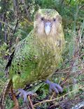 Kākāpō