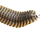 Arthropleura (Real World)