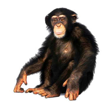 New World monkey - Wikipedia