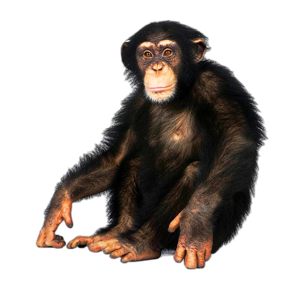 Scp-3008 experiences a random chimp event. | VS Battles Wiki Forum