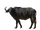 African Buffalo