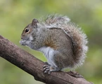 Grey Squirrel