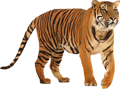 Bengal Tiger, Animals Wiki