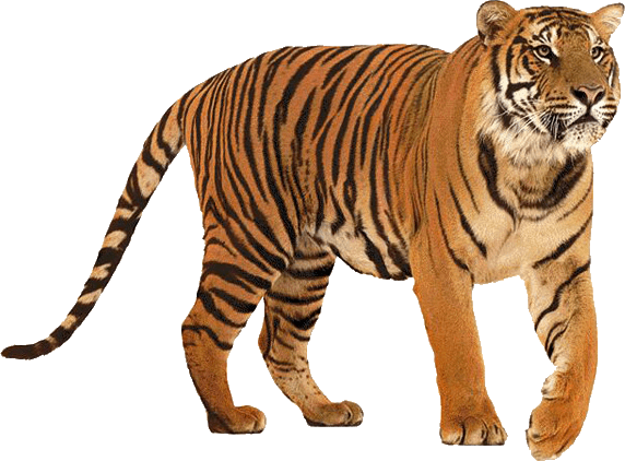 Siberian tiger vs. Bengal tiger - Fighting techniques 