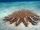 Crown-of-Thorns Sea Star