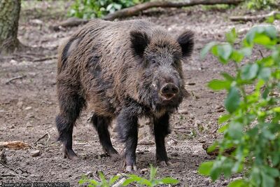 tiger vs wild boar