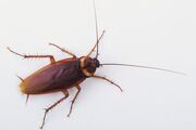 Cockroach