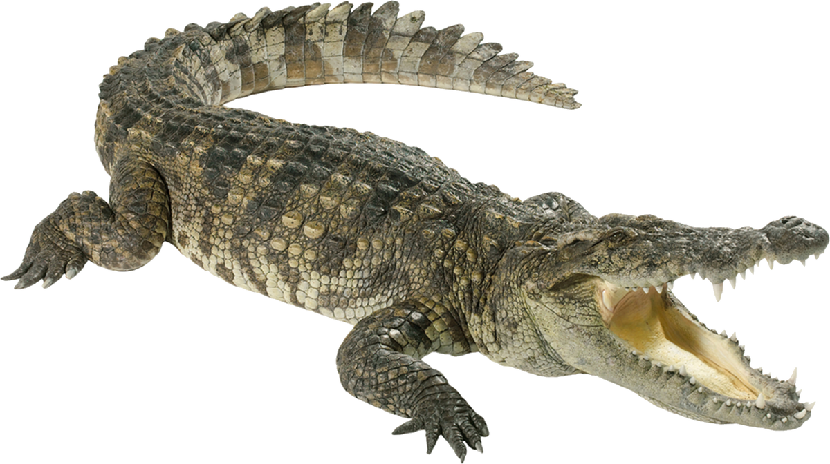 Crocodile