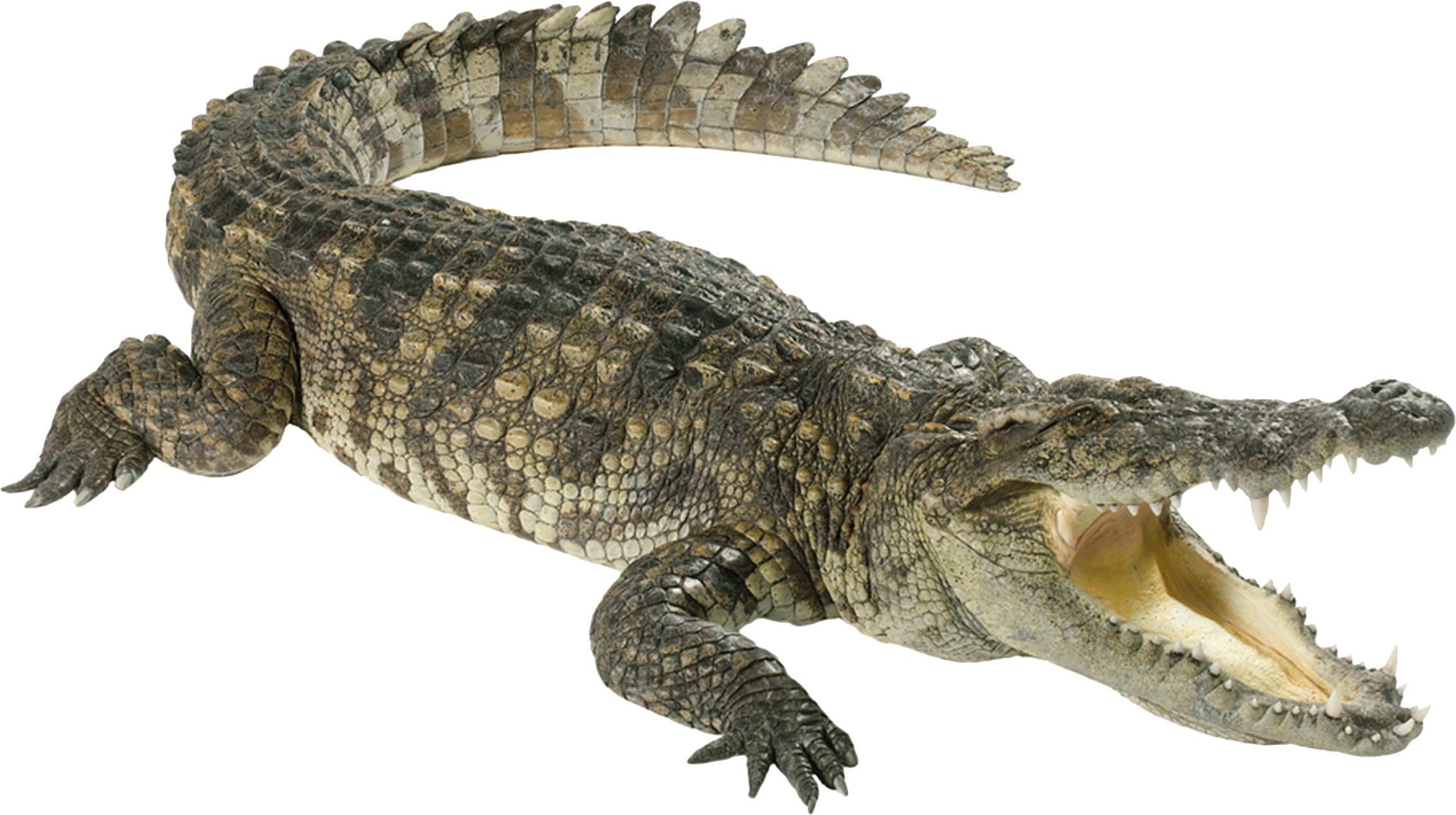 Saltwater Crocodile, VS Battles Wiki