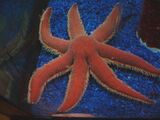 Seven-Armed Sea Star