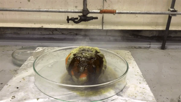 Chlorosulfonic acid eating through a tangerine in real life