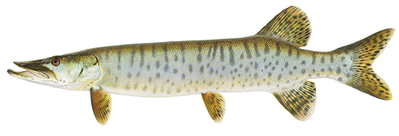 Muskie Fish - Freshwater Apex Predator
