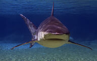 Bull Shark