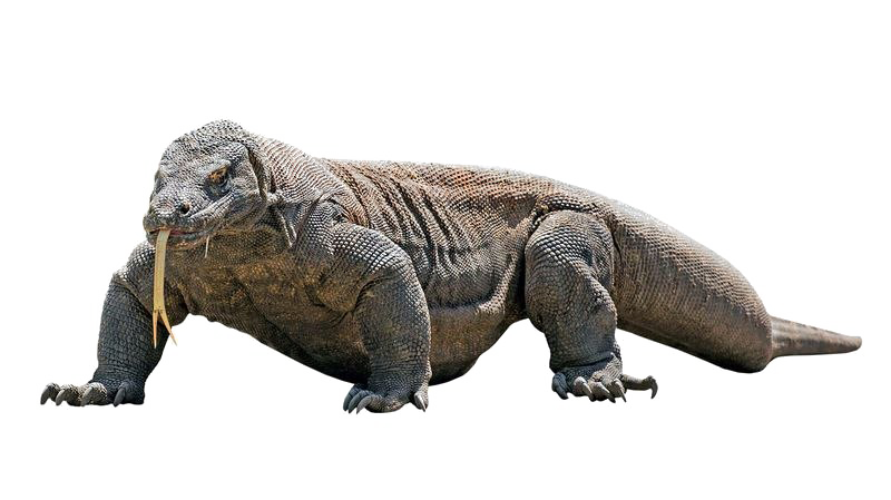 A Sometimes Exceeding 100 Kg In Weight The Komodo Dragon Varanus Download Scientific Diagram