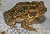 Cane Toad