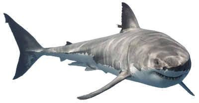 Shark-1-