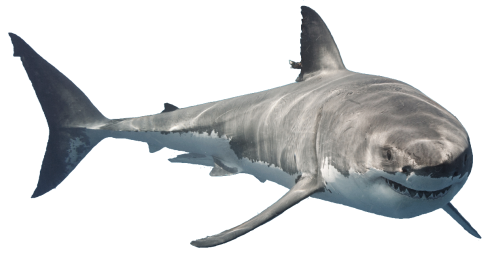 Great white shark - Wikipedia